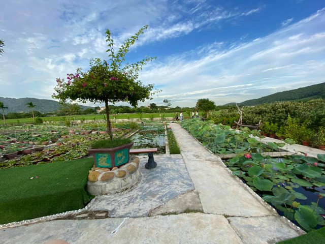 Nhà vườn rộng tới “2 mẫu” ở TP Chí Linh: Sân vườn, ao sen nên thơ không kém khu du lịch sinh thái